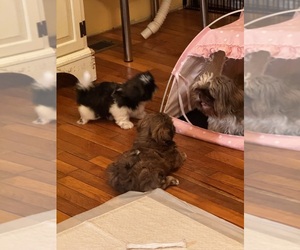 Shih Tzu Litter for sale in SUTTON, WV, USA