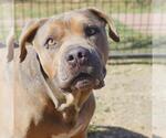 Small American Staffordshire Terrier Mix