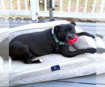 Small #1 Mutt