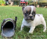 Small Photo #4 French Bulldog Puppy For Sale in EUSTACE, TX, USA