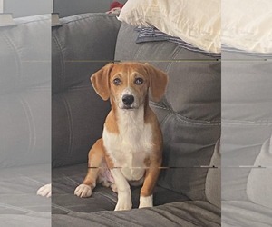 Beagle-Unknown Mix Dogs for adoption in pomfret, CT, USA