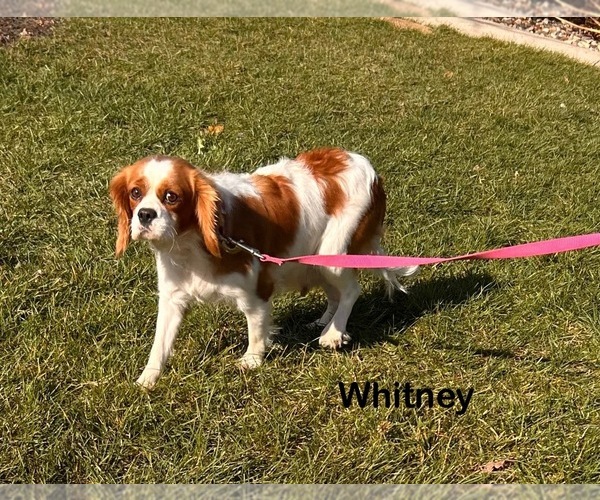 Medium Photo #1 Cavalier King Charles Spaniel Puppy For Sale in MIDDLEBURY, IN, USA