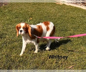 Mother of the Cavalier King Charles Spaniel puppies born on 09/15/2025