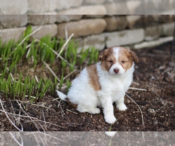 Medium Photo #6 Pom-A-Poo Puppy For Sale in BREMEN, IN, USA