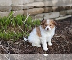 Small Photo #6 Pom-A-Poo Puppy For Sale in BREMEN, IN, USA