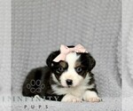 Small #2 Miniature American Shepherd-Miniature Australian Shepherd Mix