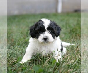Zuchon Puppy for sale in ARTHUR, IL, USA