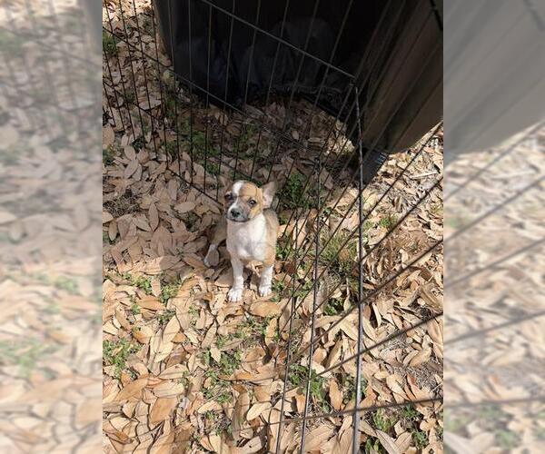 Medium Photo #1 Chihuahua Puppy For Sale in San Antonio, TX, USA