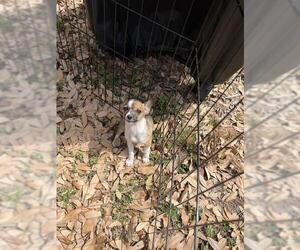 Chihuahua Dogs for adoption in San Antonio, TX, USA