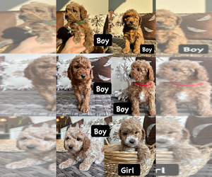 Goldendoodle (Miniature) Litter for sale in SNOHOMISH, WA, USA