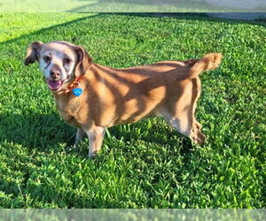 Chihuahua-Unknown Mix Dogs for adoption in Springfield, MA, USA