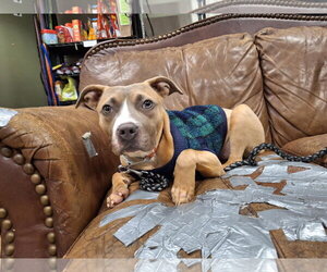 Tiger - Female Staffordshire Bull Terrier-Unknown Mix Dog for Adoption - Photo #3