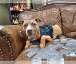 Small Photo #3 Staffordshire Bull Terrier-Unknown Mix Puppy For Sale in Princeton, MN, USA