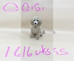 Small Photo #10 Poodle (Toy) Puppy For Sale in LONG GROVE, IL, USA