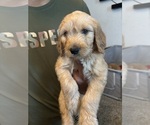 Small #1 Goldendoodle
