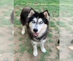 Small #1 Siberian Husky