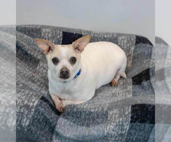 Medium Photo #5 Chihuahua-Unknown Mix Puppy For Sale in Kennesaw, GA, USA