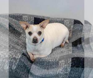 Chewy - Male Chihuahua-Unknown Mix Dog for Adoption - Photo #5
