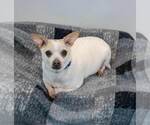 Small #4 Chihuahua Mix