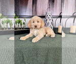 Small #3 Labradoodle