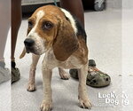 Small #1 Beagle Mix