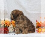 Small #1 ShihPoo