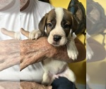Puppy Scarlet Saint Bernard