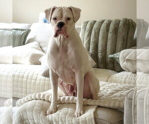 Boxer Dogs for adoption in Dumont, NJ, USA