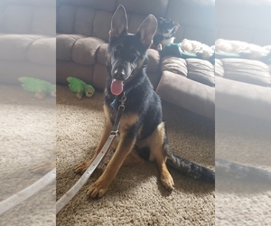 German Shepherd Dog-Unknown Mix Puppy for sale in OMAHA, NE, USA