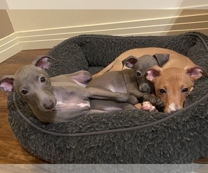 Italian Greyhound Puppy for sale in OCEANSIDE, CA, USA