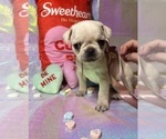 Puppy Sugar Pug