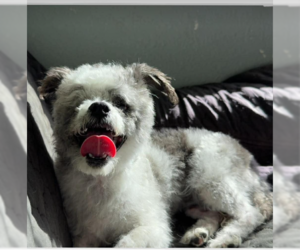 Poodle (Miniature)-Unknown Mix Dogs for adoption in Cranston, RI, USA