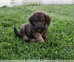 Small #4 Goldendoodle