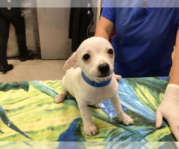 Medium Photo #1 Chihuahua Puppy For Sale in Riverside, CA, USA