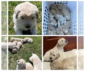 Golden Retriever Puppy for sale in SHELBY TOWNSHIP, MI, USA