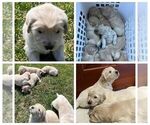 Small Photo #1 Golden Retriever Puppy For Sale in SHELBY TOWNSHIP, MI, USA