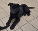 Small Photo #1 Labrador Retriever-Unknown Mix Puppy For Sale in House Springs, MO, USA