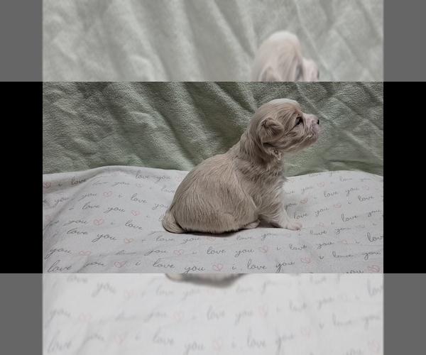 Medium Photo #10 Maltipoo (Miniature) Puppy For Sale in BROOKFIELD, MO, USA