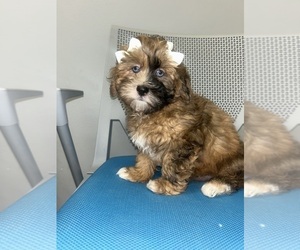 ShihPoo Puppy for sale in RANDOLPH, MA, USA