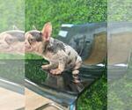 Small Photo #46 French Bulldog Puppy For Sale in PACIFIC PALISADES, CA, USA