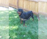 Small Photo #9 Rottweiler Puppy For Sale in AURORA, CO, USA