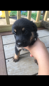 Medium Photo #1 Shepradors Puppy For Sale in VINELAND, NJ, USA