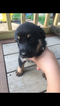 Small Photo #1 Shepradors Puppy For Sale in VINELAND, NJ, USA