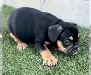 English Bulldog Puppy for sale in SAN FRANCISCO, CA, USA