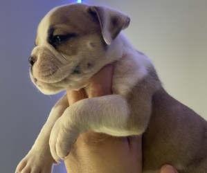 American Bully-Olde English Bulldogge Mix Puppy for sale in HARTLAND, MN, USA