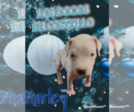 Puppy 4 Dogo Argentino