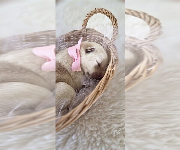 Medium Photo #5 Borador Puppy For Sale in FORTUNA, CA, USA