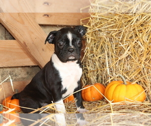 Boston Terrier Puppy for sale in SHILOH, OH, USA