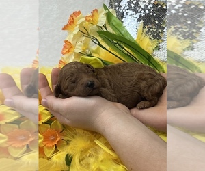Goldendoodle (Miniature) Dog for Adoption in BULLARD, Texas USA