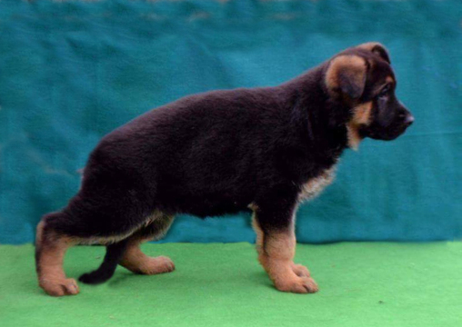 Medium Photo #1 German Shepherd Dog Puppy For Sale in NORTH BERGEN, NJ, USA
